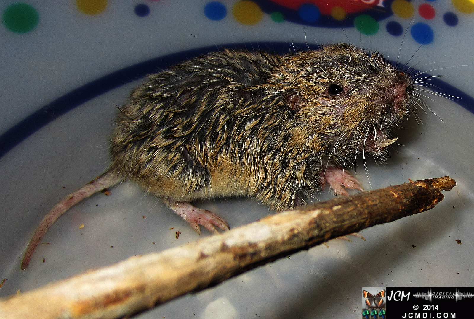 Pocket Gopher Catch and Release close-up